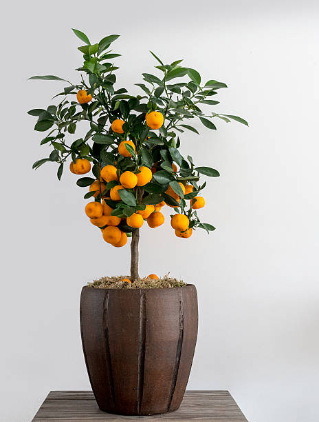 baum mit orange fruit - agriculture branch cut flowers citrus fruit stock-fotos und bilder