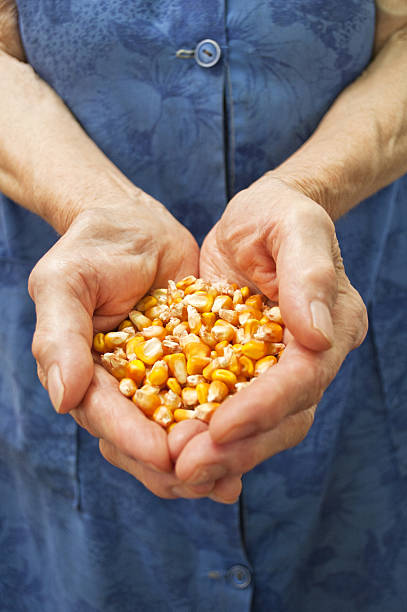 Corn in hands.