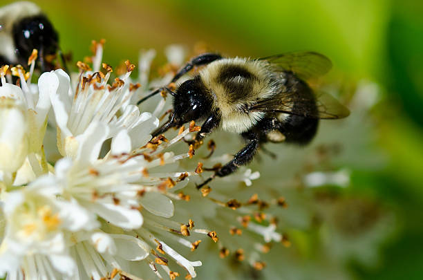 istock Bee Gathering Pollen from a White Flower 452956133