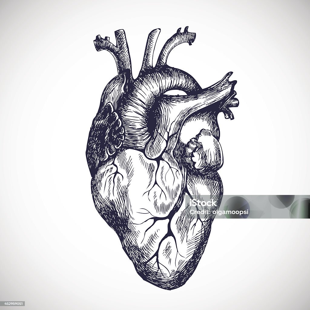 Human Heart Stock Illustration - Download Image Now - Human Heart ...