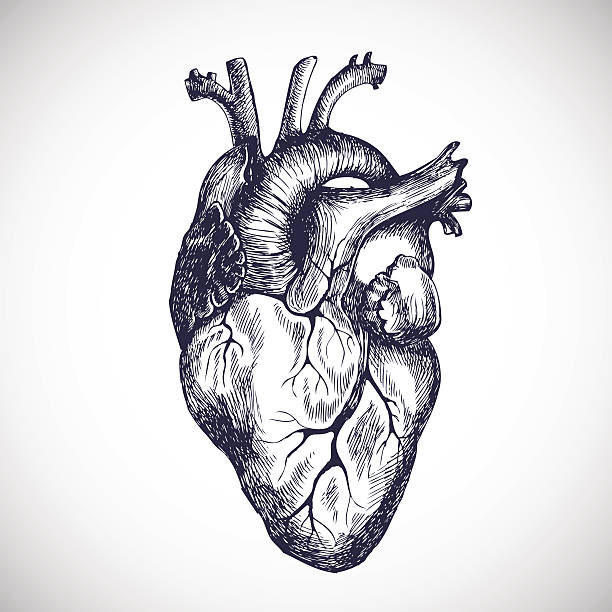 Human heart. Human heart. Vector illustration. heart internal organ stock illustrations