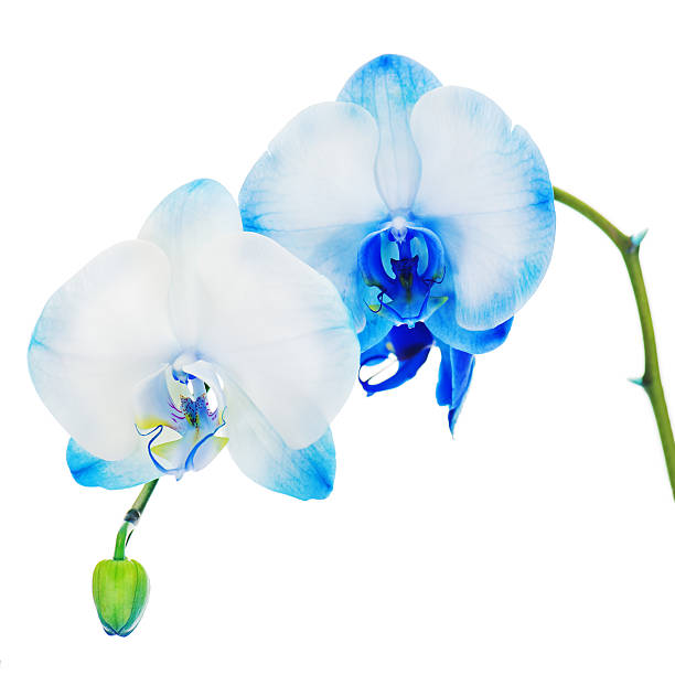istock Real blue orchid arrangement centerpiece isolated on white backg 452959709
