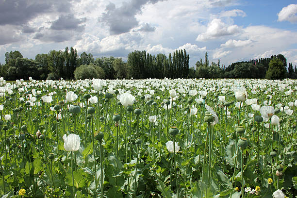 mak pola - flowerseeds zdjęcia i obrazy z banku zdjęć