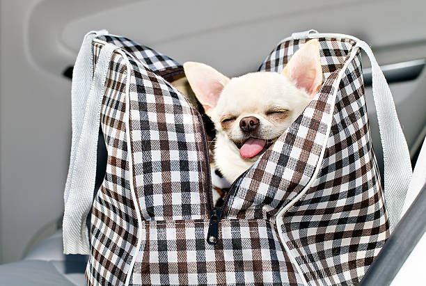 chihuahua dans le sac sur le siège de voiture - dog chihuahua pampered pets pets photos et images de collection