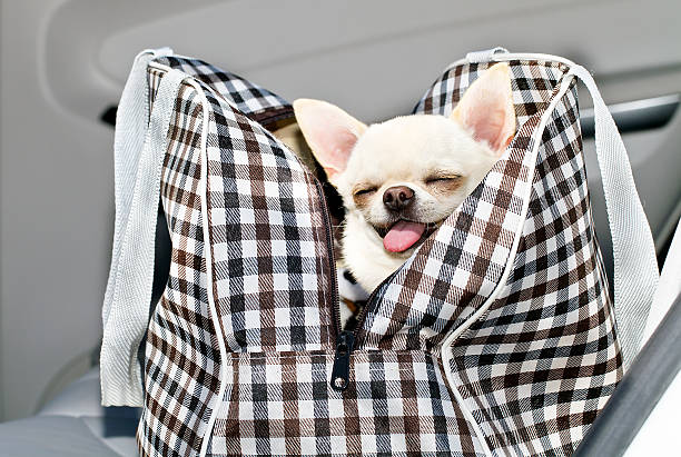 chihuahua in borsa sulla sede di noleggio - dog chihuahua pampered pets pets foto e immagini stock