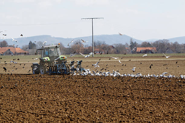 gulls y starlings siga un tractor arar - ackerfurchen fotografías e imágenes de stock