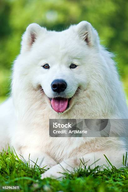 Süße Samojeden Hund Stockfoto und mehr Bilder von American Inuit Dog - American Inuit Dog, Blick in die Kamera, Domestizierte Tiere