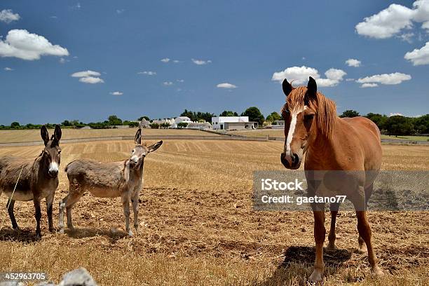 Nature Stock Photo - Download Image Now - Blue, Domestic Animals, Domestic Life