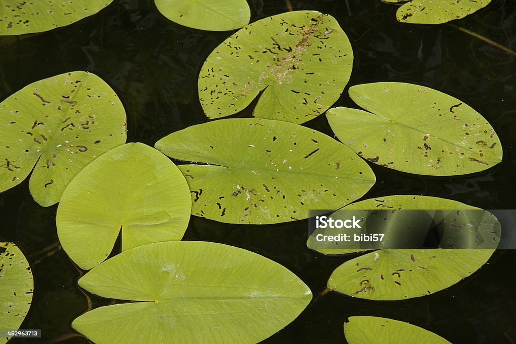 Seerose Blätter - Lizenzfrei Bildhintergrund Stock-Foto