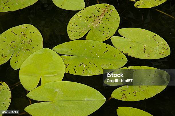 Seerose Blätter Stockfoto und mehr Bilder von Bildhintergrund - Bildhintergrund, Blatt - Pflanzenbestandteile, Blattepidermis