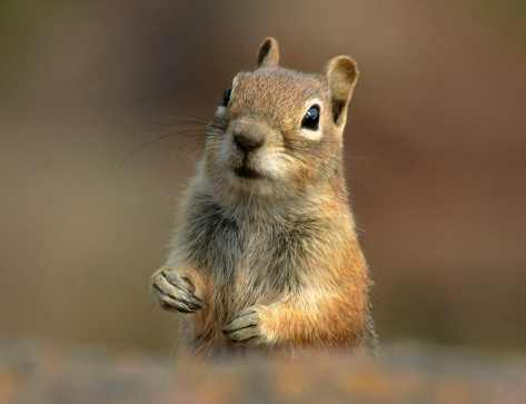 A cute little Ground Squirrel looking for a handout