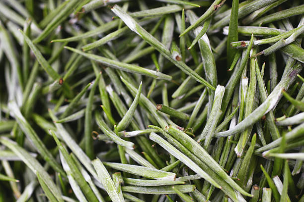белый чай-сельскохозяйственная культура - tea leaves chinese tea green tea leaf стоковые фото и изображения