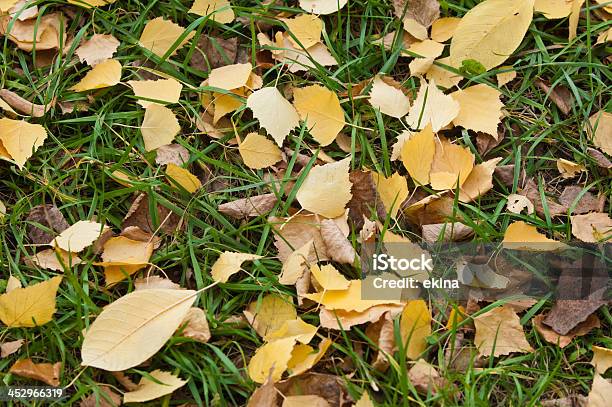 Leaves Of Autumn Stock Photo - Download Image Now - Abstract, Autumn, Beauty