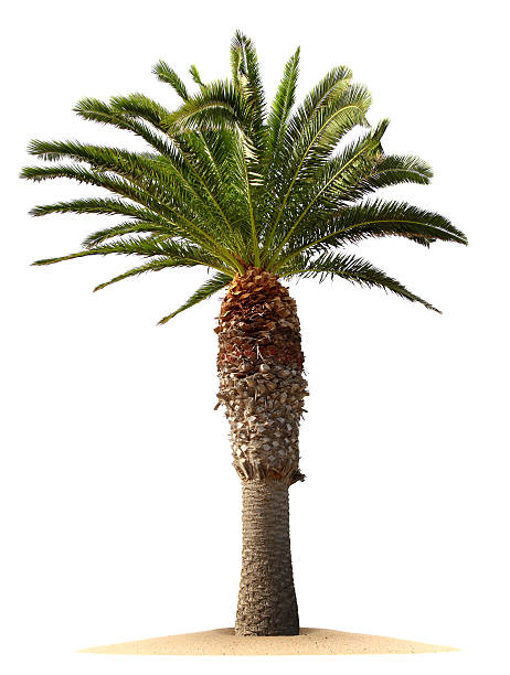 пальма - palm tree tree isolated landscaped стоковые фото и изображения