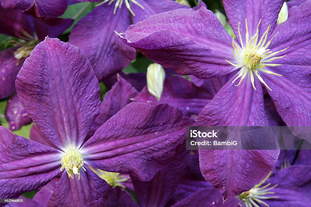 Clematite - Royalty-free Amarelo Foto de stock