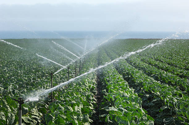 istock Field of Brussels Sprouts Being Irrigated 452966849