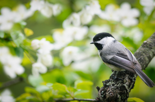 A Black Capped Chickadee (Poecile atricapillus) perched on a limb of a flowering crab apple tree.