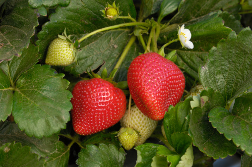 Close-up of ripening strawberries on the vine.