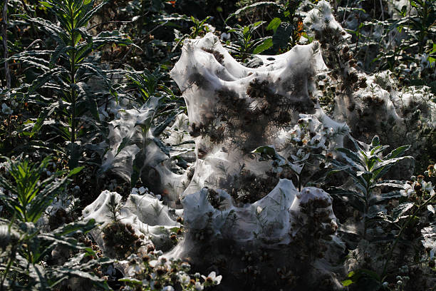 This tent-like gossamer structure that overlies a gorse plant is a result of (Tetranychus lintearius), the gorse spider mite. This mite can be used as a biological agent to control the spread of gorse. A colony of mites will live in a shelter of spun silk spanning many branch tips. Gorse (Ulex europaeus) spreads easily on waste land and cliff tops. Other common names for gorse are furze and whin.