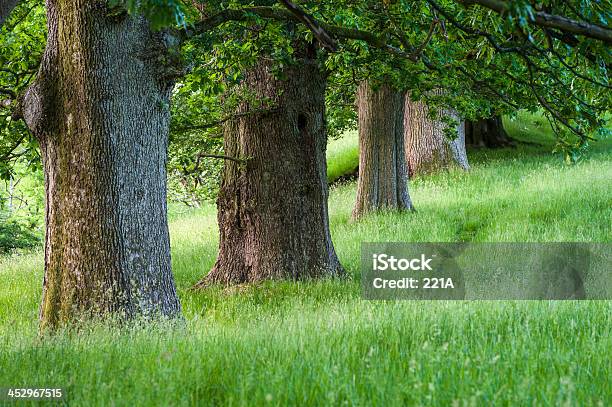 Английский Пейзаж Avenue Of Oak Trees — стоковые фотографии и другие картинки Англия - Англия, Без людей, В ряд