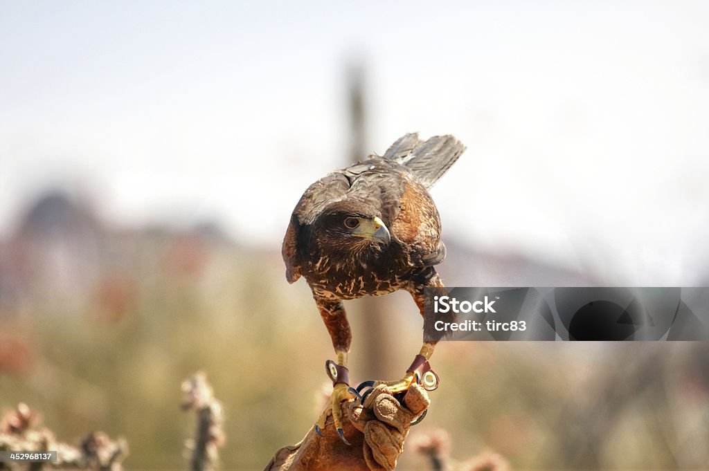 Buse Ferrungous dans le désert de l'Arizona - Photo de Arizona libre de droits