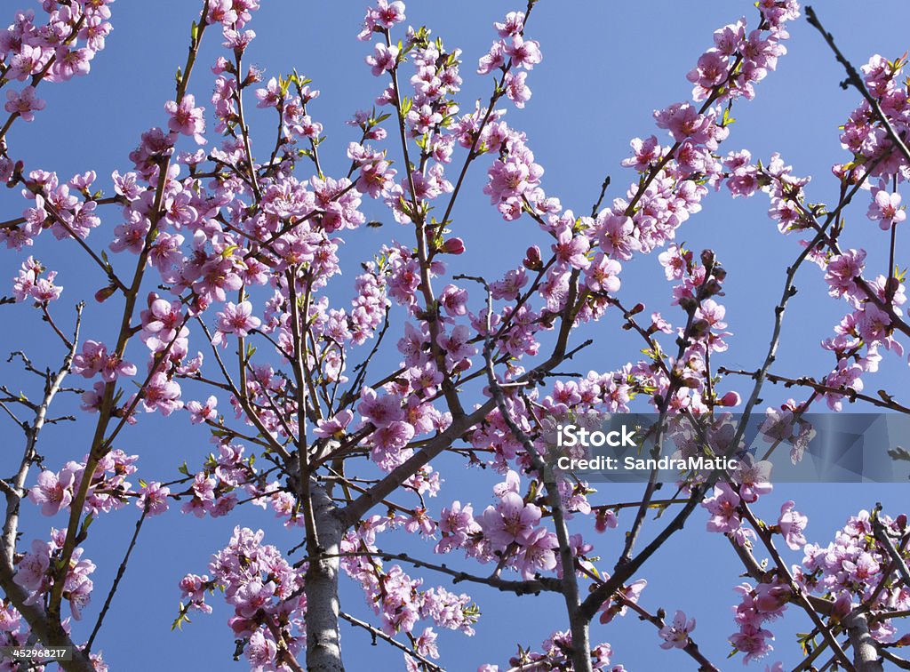 Персик деревья в bloom - Стоковые фото Аборигенная культура роялти-фри