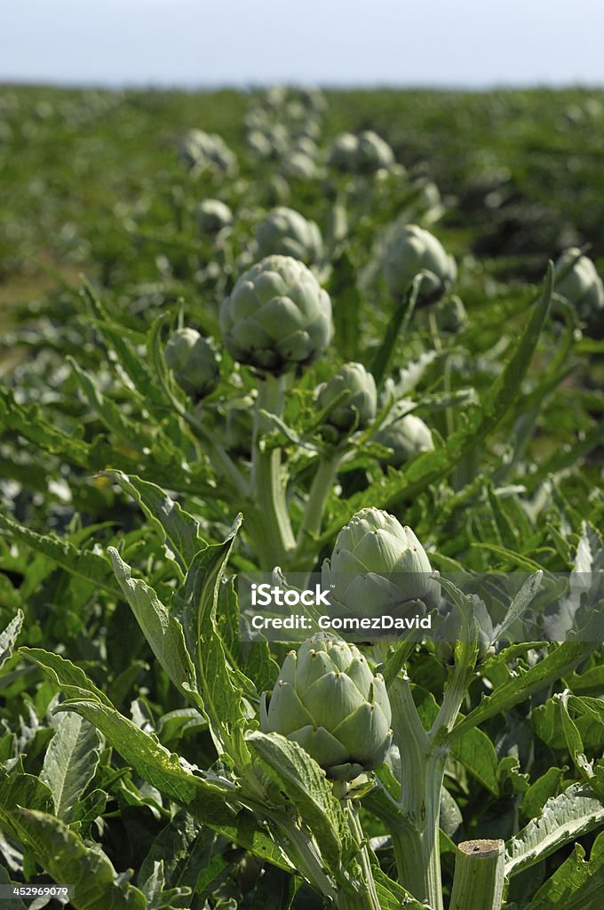 Close-up of Ripening Artichokes globos creciente en rurales - Foto de stock de Agricultura libre de derechos