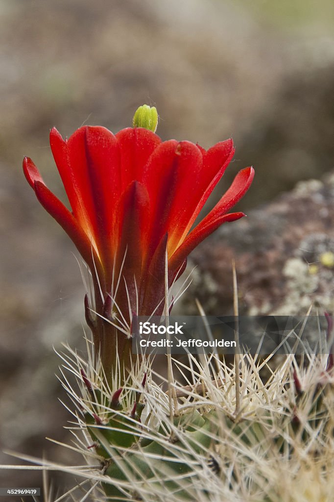 Cactus à fleur rouge en fleur - Photo de Forêt Nationale d'Uncompahgre libre de droits