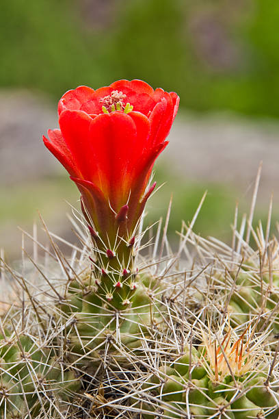 Claret Cup Cactus in Bloom The Claret Cup Cactus (Echinocereus triglochidiatus) gets its Latin name from the Greek echinos, meaning "a hedgehog," and cereus meaning "a wax taper." In naming the plant, the early Europeans thought that the spiny plant resembled a hedgehog and the plant’s shape resembled a taper. Triglochidialus means "three barbed bristles.” This refers to the spines arranged in clusters of three. The claret cup name is from the reddish, cup-shaped flowers. The claret cup stems are clumped together which reduces the amount of surface area exposed to heat loss. This enables the cacti to grow at high elevations such as in the San Juan Mountains. This claret cup cactus was photographed at 7,792 feet above sea level in the Uncompahgre National Forest near Ouray, Colorado, USA. jeff goulden san juan mountains stock pictures, royalty-free photos & images