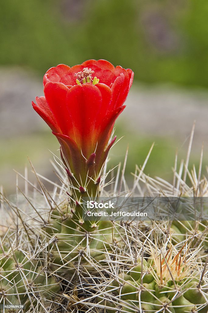Claret Cup Cactus Kwitnąć - Zbiór zdjęć royalty-free (Kaktus)