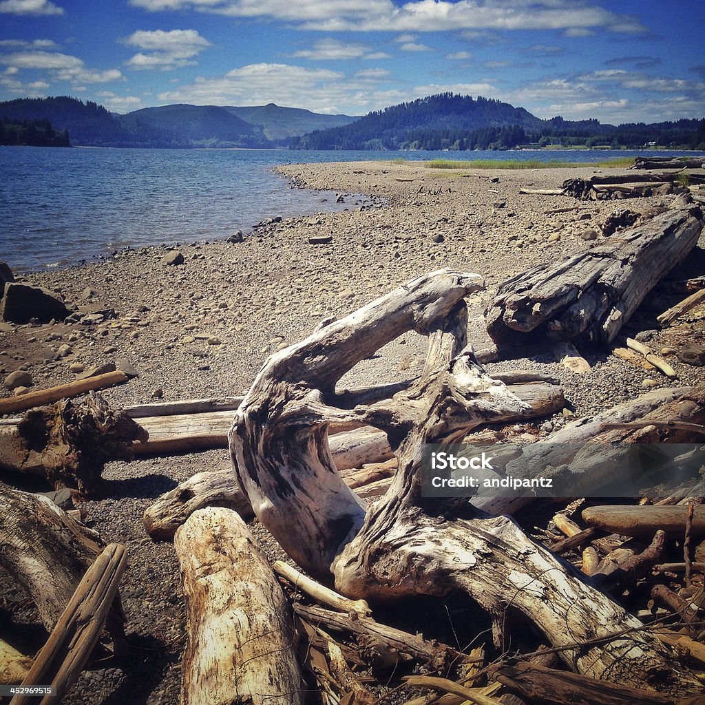 Entulho de madeira no lake shore - Foto de stock de Arruinado royalty-free