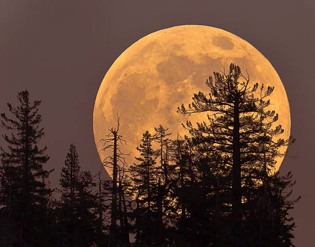 Supermoon Rising Supermoon rising in Yosemite full moon stock pictures, royalty-free photos & images