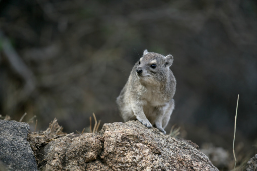 Bush hyrax or Yellow-spotted rock dassie,  Heterohyrax brucei, single mammal on rock, Tanzania