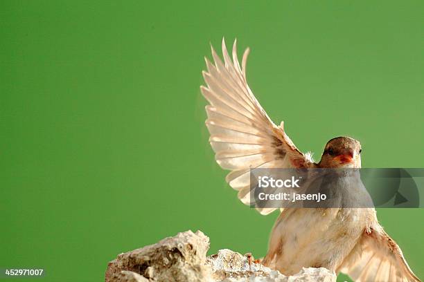 Foto de Gorrión e mais fotos de stock de Animal - Animal, Cidade, Fauna Silvestre