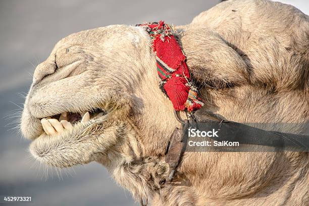 Bedouin Kamel In Israel Nahe Dem Toten Meer Stockfoto und mehr Bilder von Arabien - Arabien, Braun, Buckel