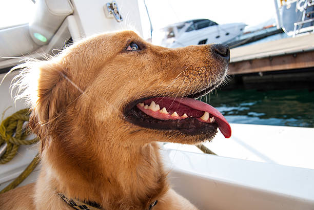istock Dog on a boat 452974153