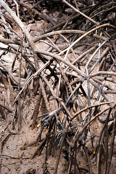 istock The forest mangrove at Ranong, Thailand. 452980737