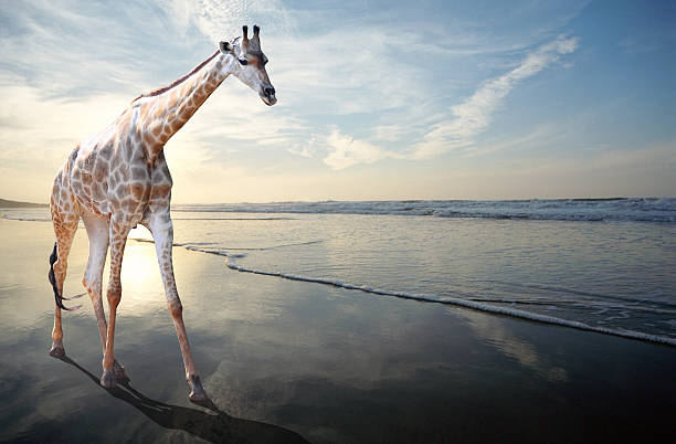 istock Dream of a giraffe walking on sandy beach 452981933