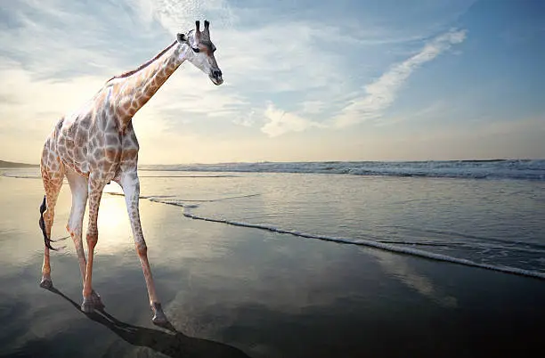 Unusual view of a giraffe walking alongside the sea on a sandy beach