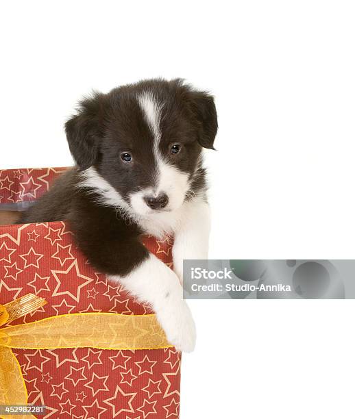 Puppy In A Gift Stock Photo - Download Image Now - Animal, Black Color, Border Collie