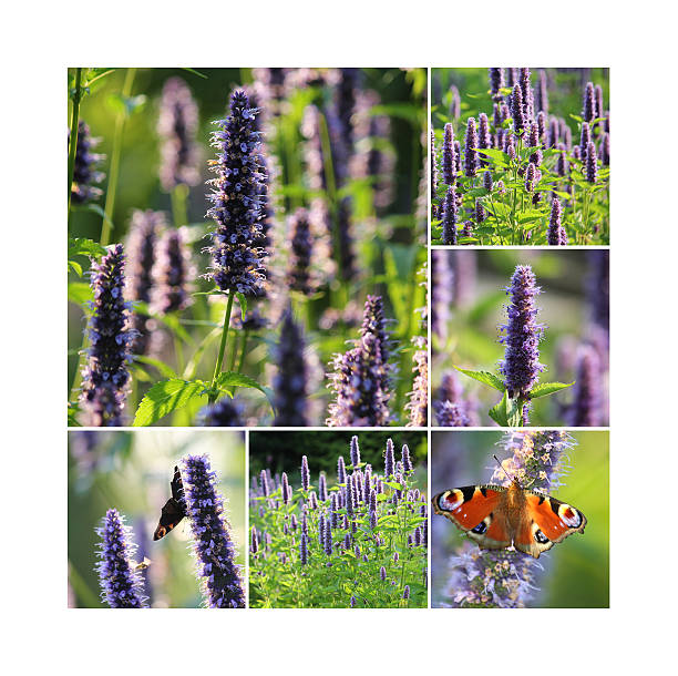 Agastache tea collage stock photo