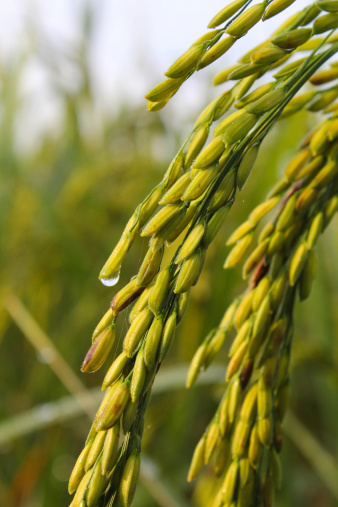 closeup green paddy rice in field