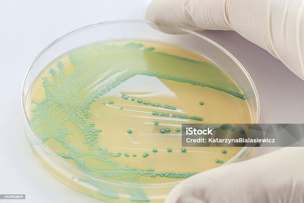 Scientifique avec bactéries - Photo de Analyser libre de droits