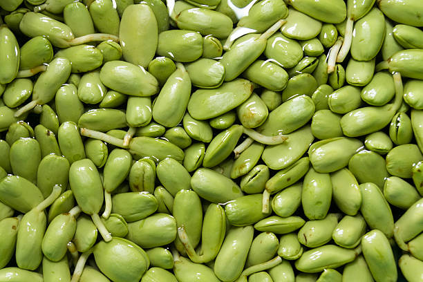 istock Carefree Parkia seeds 452984327