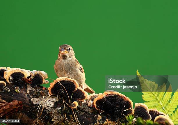 Photo libre de droit de Gorriones banque d'images et plus d'images libres de droit de Faune - Faune, Faune sauvage, Horizontal