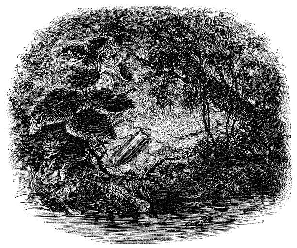 Antique illustration of Lampyris noctiluca Antique illustration of Lampyris noctiluca lampyris noctiluca stock illustrations