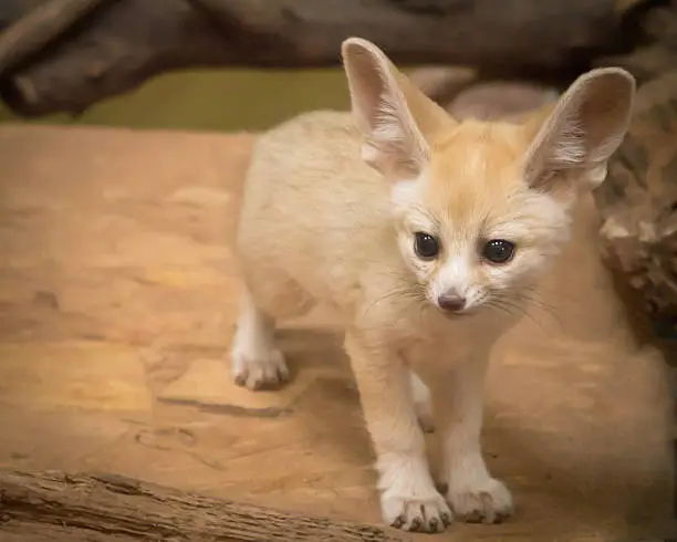 Photo of Fennec fox cub