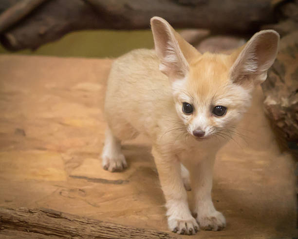 fennec fox cub - çöl tilkisi stok fotoğraflar ve resimler