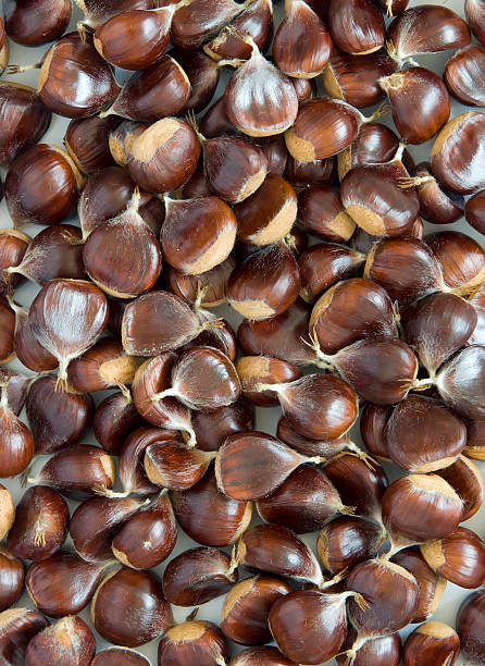 Sweet Chestnut Seeds (Castanea sativa) Full Frame vertical