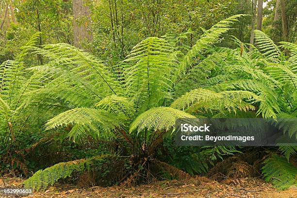 Foto de Árvore Samambaias e mais fotos de stock de Samambaia - Samambaia, Austrália, Destino turístico